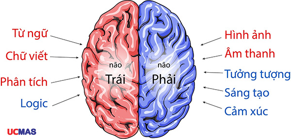 Học toán trí tuệ giúp phát triển 2 bán cầu não